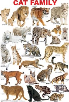 a poster with different types of cats and their names in red on the bottom right hand corner