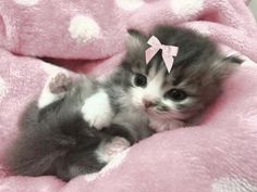 a small kitten laying on top of a pink blanket