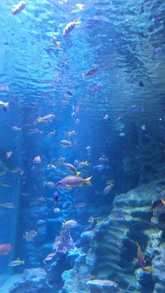 a large aquarium filled with lots of different types of fish swimming around and under the water