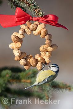 a bird feeder with nuts hanging from it's side and a red bow on top