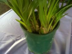 a potted plant sitting on top of a white table cloth covered table with flowers in it