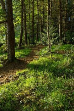 a trail in the woods with trees and grass