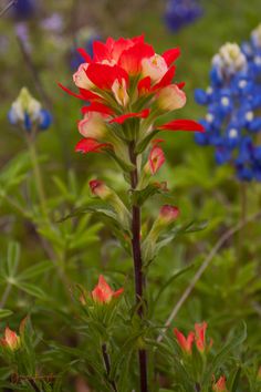 red, white and blue flowers are in the grass