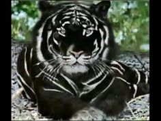 a black and white tiger laying on the ground with trees in the backgroud