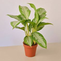 a potted plant sitting on top of a table