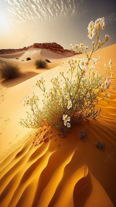 desert scene with white flowers and sand dunes