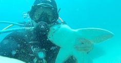 a scuba diver holding a stuffed animal in the water