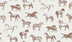 a group of horses on a white background