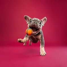 a small dog is holding an orange ball in it's mouth while standing on its hind legs