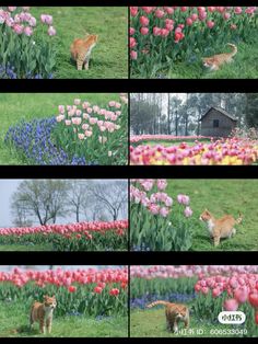 several pictures of cats in the grass and tulips