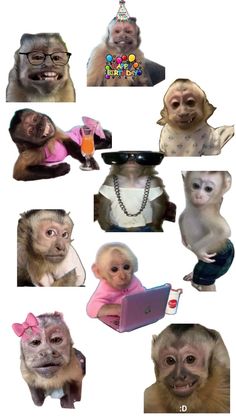 many different pictures of monkeys with hats on their heads and one monkey holding a laptop