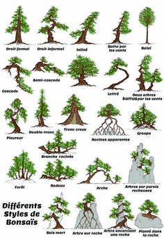 the different types of bonsai trees