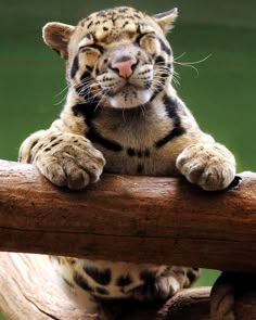 a close up of a small tiger on a branch