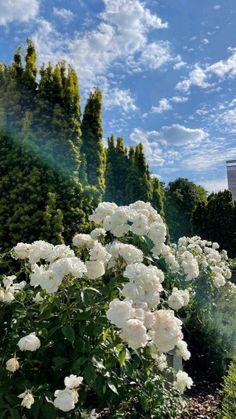 some white flowers bushes and trees under a blue sky