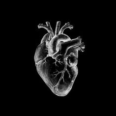 a black and white drawing of a human heart