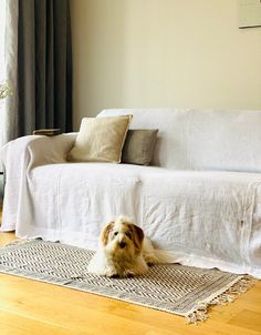 a small dog sitting on top of a rug in front of a couch with pillows