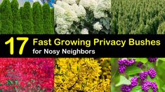 the images show different types of trees and shrubs with text overlay that reads 17 fast growing privacy bushes for non - neighborss