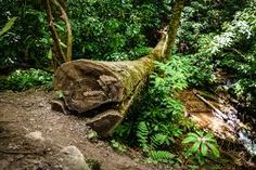 a large log sitting in the middle of a forest filled with trees and plants next to a stream