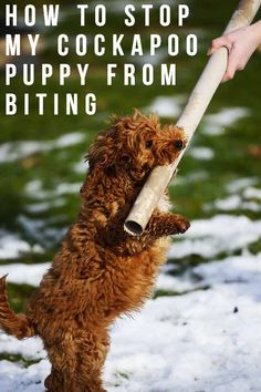 a dog holding a stick in its mouth with the caption how to stop my cockapo puppy from biting it