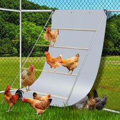 chickens are climbing up the side of a ramp