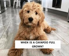 a brown dog sitting on top of a wooden floor next to a white sign that says, when is a cavapooo full grown?