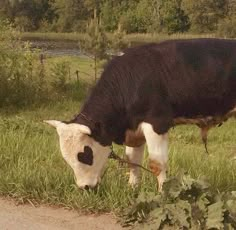 a black and white cow grazing on grass next to a road