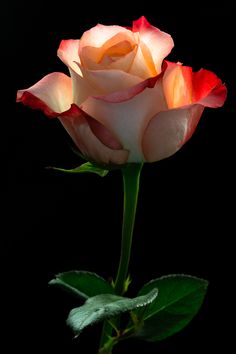 a single pink and white rose on a black background