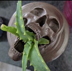 a close up of a plant with some dirt on it