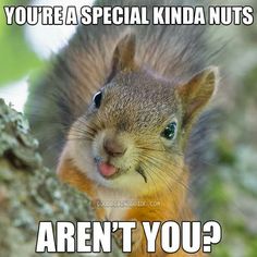 a squirrel is sticking its tongue out while sitting on a tree branch with the caption, you're a special kinda nuts aren't you?