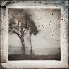 a tree with birds flying in the sky above it and an old fashioned photo frame