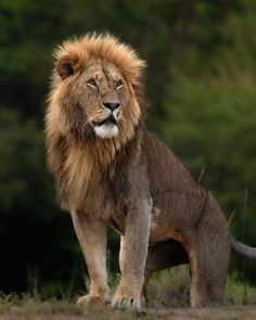 a large lion standing on top of a dirt field next to green grass and trees