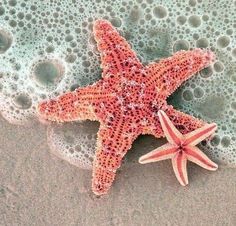 a starfish on the beach with bubbles in the water