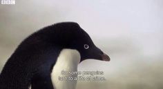 And so, some penguins turn to a life of crime. Wholesome Memes, The Villain, Reaction Pictures, Dumb And Dumber, A Black, Penguins