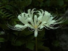 a white flower is blooming in front of some green leaves on the other side