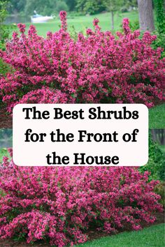 the best shrubs for the front of the house in spring and summer, including pink flowers