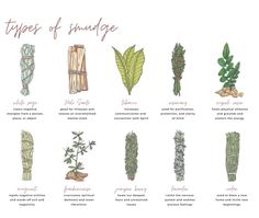 an illustrated guide to different types of succulents