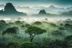 a forest filled with lots of green trees and mountains in the distance, surrounded by fog