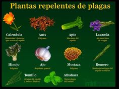 an image of plants that are labeled in spanish and english language, with the words plantas repeletes de plagas