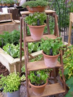 several potted plants are arranged on wooden shelves