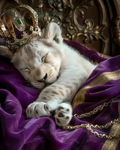 a white cat sleeping on top of a purple blanket next to a gold chain and crown