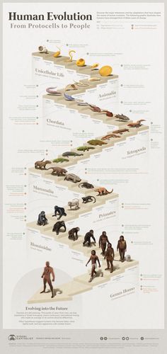 the human evolution chart is shown in this image, it shows different types of animals and people