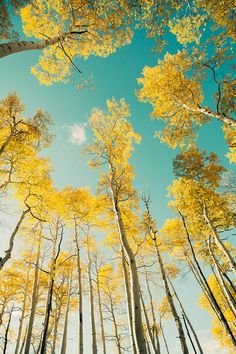 looking up at tall trees with yellow leaves