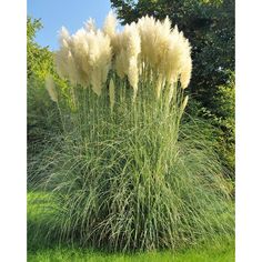 some very pretty plants in the grass