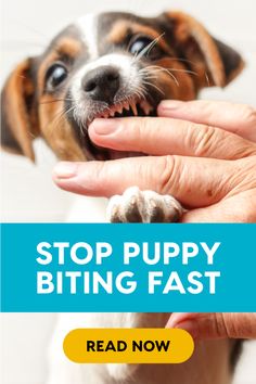 a person holding a dog's paw with the caption stop puppy biting fast read now