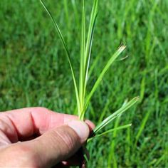 a hand is holding some green grass in the middle of it's palm area