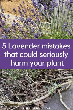 Five lavender mistakes to avoid for happy lavender plants When To Trim Lavender Plants, Lavender Plants Outdoors, Lavender Planting Ideas Gardens, Lavender And Rosemary Landscaping, Lavender Plant Border, Lavender Raised Garden Bed, English Lavender Plant Care, Growing Lavender In Florida, English Lavender Care