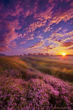 the sun is setting over a field full of wildflowers and purple flowers in the foreground