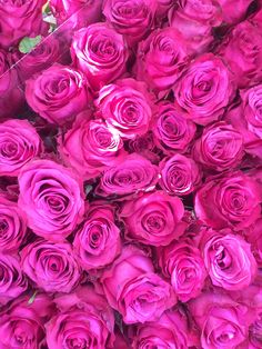 a bunch of pink roses that are very large