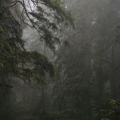 foggy forest with trees and grass in the foreground