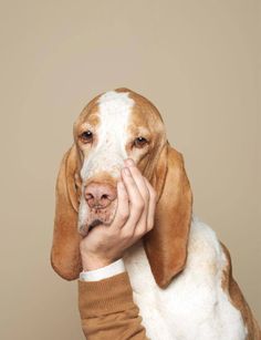 a brown and white dog is holding its face to his mouth with the caption, puya path diagram don't you